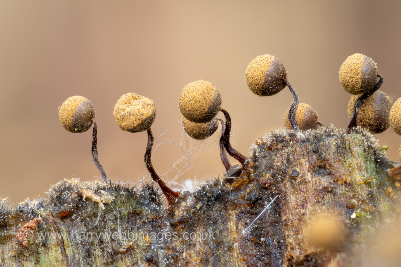 Photo © Barry Webb FRPS Cribraria cf. piriformis by Barry Webb FRPS